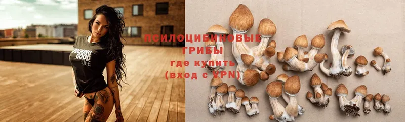 ссылка на мегу маркетплейс  сколько стоит  Бийск  Псилоцибиновые грибы Cubensis 